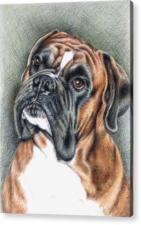 Dog Acrylic Print featuring the drawing The Boxer by Nicole Zeug