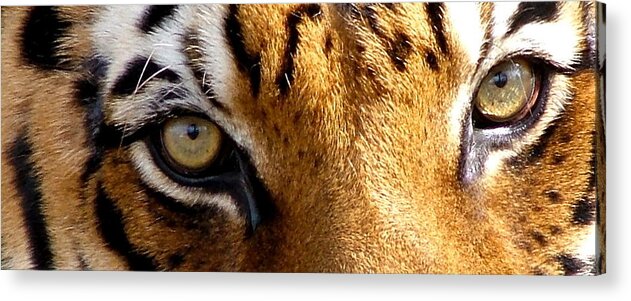 Tiger Acrylic Print featuring the photograph The Eyes of the Tiger by John Rohloff