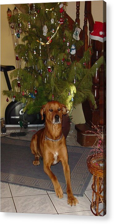 Brownie Acrylic Print featuring the photograph Waiting For Santa by Thomas D McManus