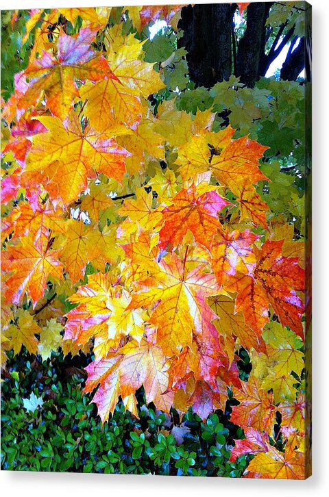 Photography Acrylic Print featuring the photograph Golden Autumn by Sergey and Svetlana Nassyrov