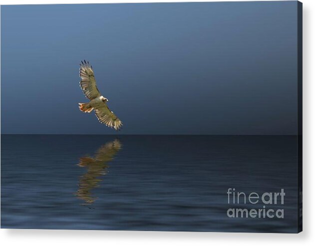 Red-tailed Acrylic Print featuring the photograph Hawk Soaring Over Water by Pete Klinger