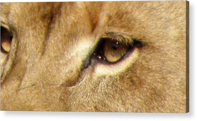 Lion Acrylic Print featuring the photograph Lioness Eyes by Kim Galluzzo