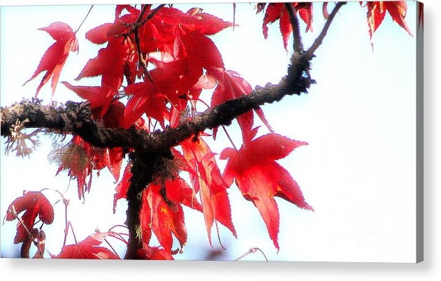 Red Maple Acrylic Print featuring the photograph Mary's Red Maple by Rory Siegel