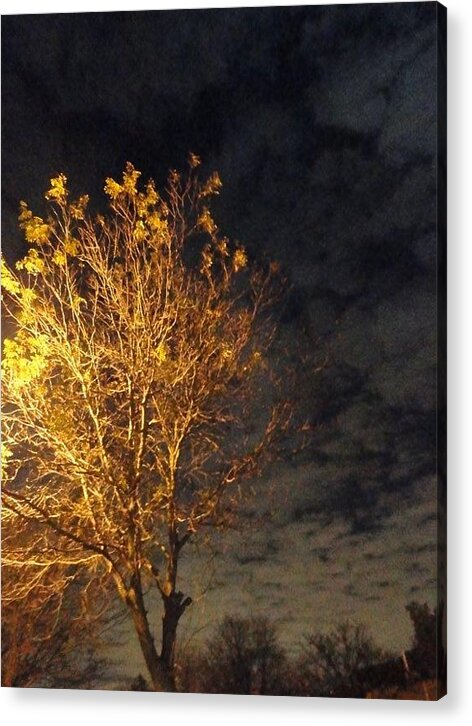 Tree Acrylic Print featuring the photograph The Outcast by Guy Ricketts