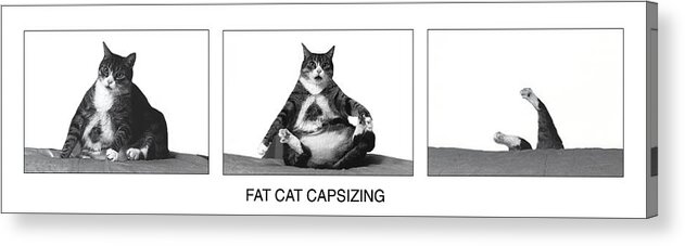 Fat Cat Capsizing Acrylic Print by Richard Watherwax - Fine Art 