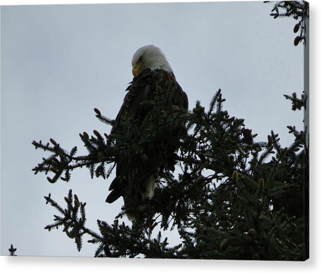 Bird Acrylic Print featuring the photograph Bald eagle #1 by Kathlene Melvin