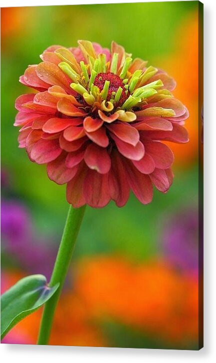 Flower Acrylic Print featuring the photograph 50 Shades of Beautiful by Carolyn Mickulas