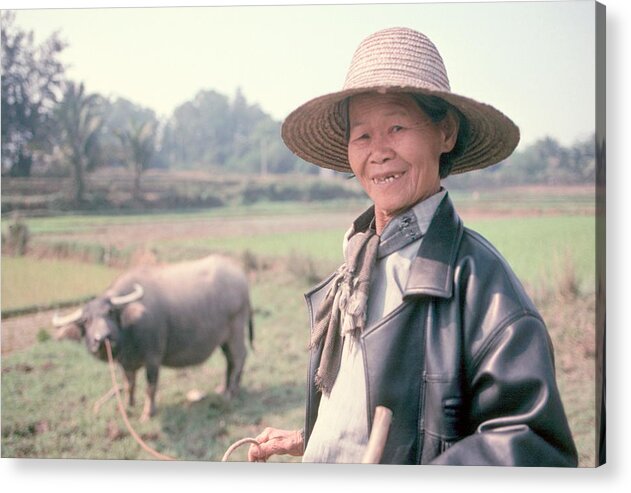 Oxen Acrylic Print featuring the photograph Chinese Farm woman oxen by Douglas Pike