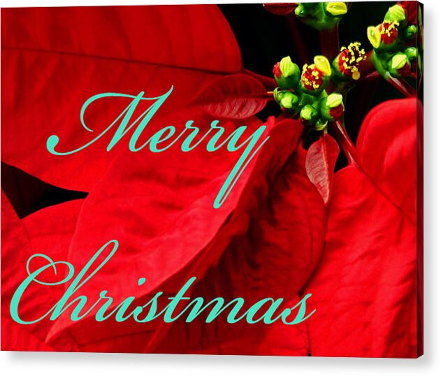 Greeting Card Acrylic Print featuring the photograph Christmas Poinsettia by Bob Johnson