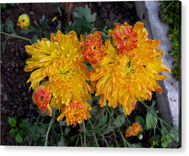 Chrysanthemum Acrylic Print featuring the photograph Chrysanthemum 6 by Padamvir Singh