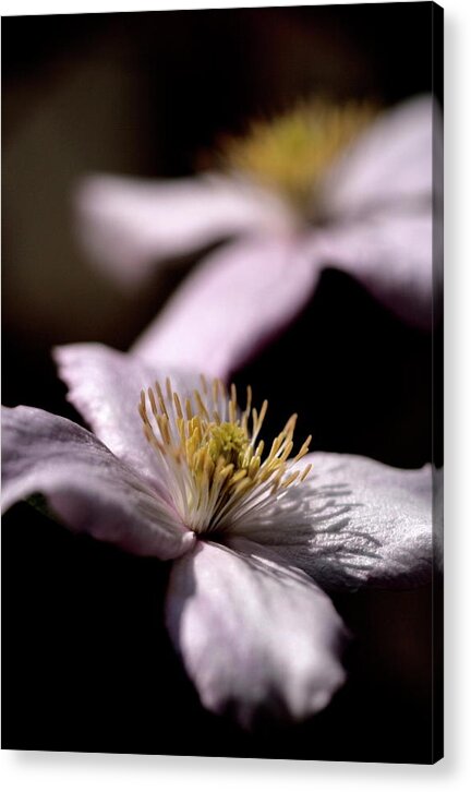 Clematis Flower Garden White Bokeh Fade On-black Acrylic Print featuring the photograph Clematis by Ian Sanders