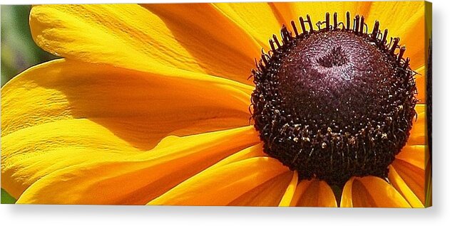 Flora Acrylic Print featuring the photograph Eye Catcher by Bruce Bley
