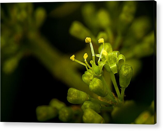 Macro Acrylic Print featuring the photograph First flower by Len Romanick