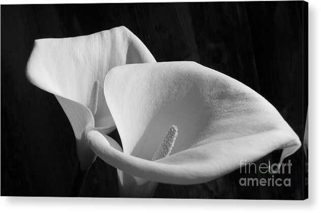 Lilies Acrylic Print featuring the photograph Lilies BW by Morgan Wright