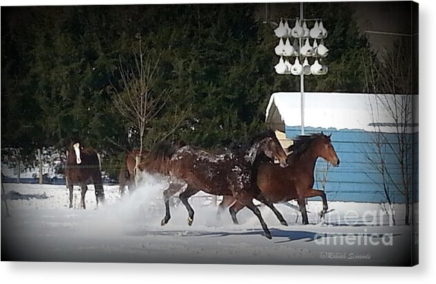 Horses Acrylic Print featuring the photograph Loving It by Rabiah Seminole