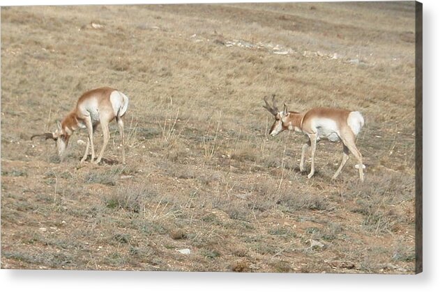 Wildlife Acrylic Print featuring the photograph Pronghorn by Dennis Boyd