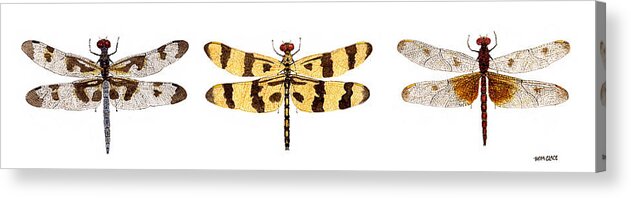 Dragonfly Acrylic Print featuring the painting Study of a Banded Pennant a Halloween Pennant and a Calico Pennant by Thom Glace