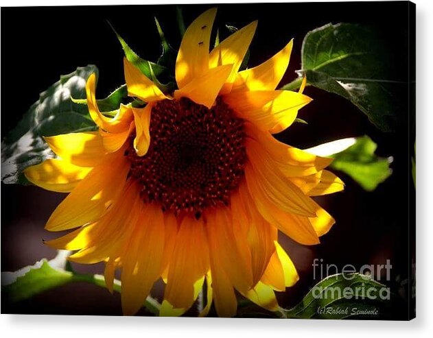 Sunflower Acrylic Print featuring the photograph Sun Dancer by Rabiah Seminole