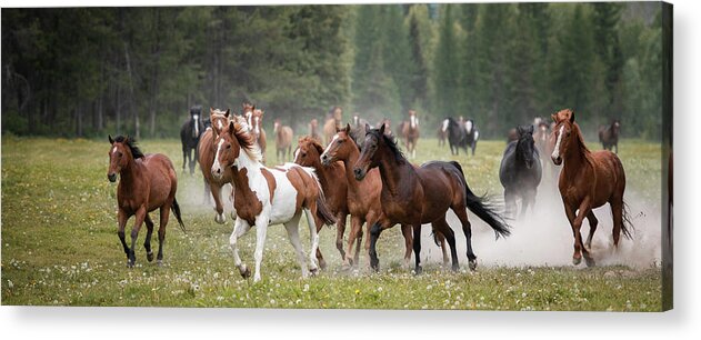Horse Acrylic Print featuring the photograph The Herd - Three Bars Ranch by Ryan Courson