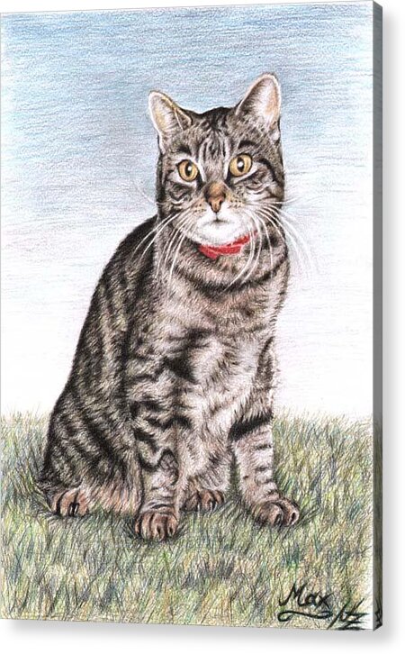 Cat Acrylic Print featuring the drawing Tomcat Max by Nicole Zeug