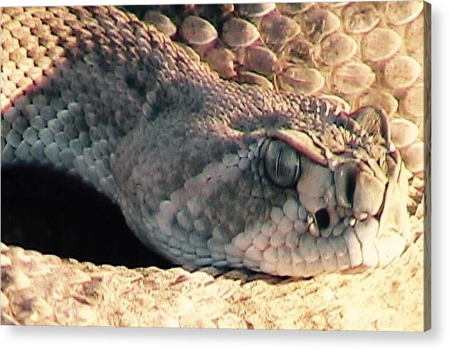  Rattlers Acrylic Print featuring the photograph Watch Out by Judy Kennedy