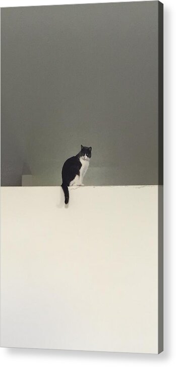 Cat Acrylic Print featuring the photograph Watching by Erika Jean Chamberlin