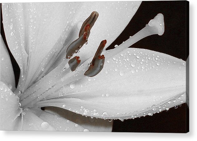 Flower Acrylic Print featuring the photograph White Flower by Marilynne Bull