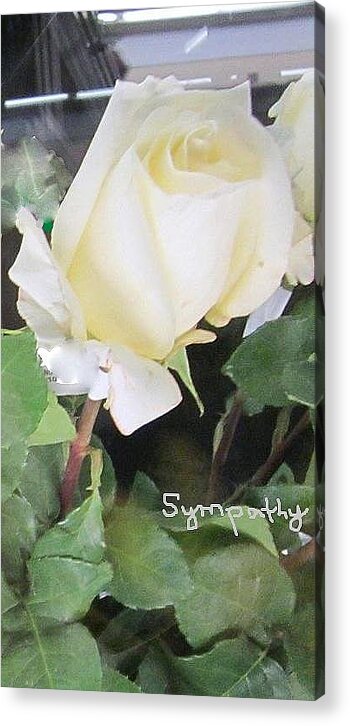 Landscape Acrylic Print featuring the photograph White Rose - Sympathy Card by Glenda Crigger