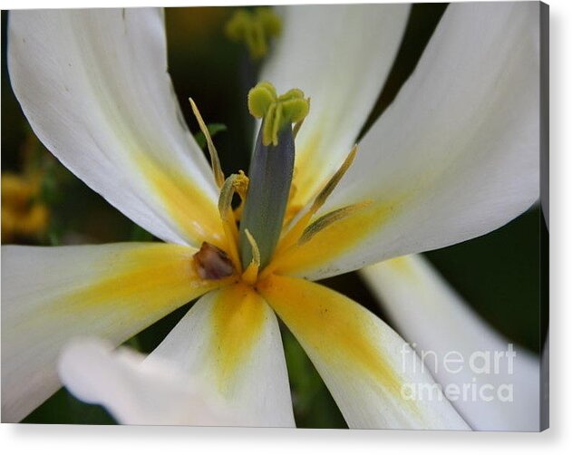 White Tlips Acrylic Print featuring the photograph White Tulip by Jolanta Anna Karolska