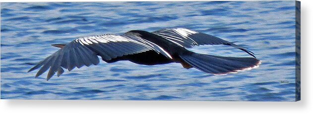 Blue Acrylic Print featuring the photograph Wings over Water by T Guy Spencer