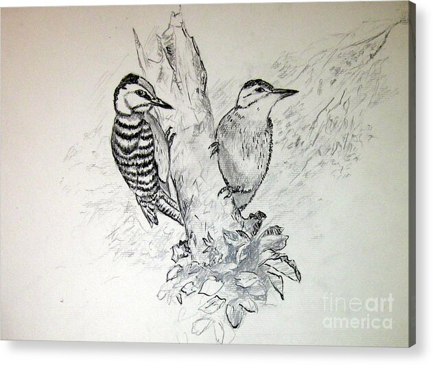 Birds Acrylic Print featuring the drawing WoodPecker by Jason Sentuf