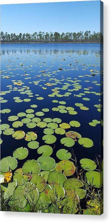 Florida Acrylic Print featuring the photograph A Sea of Lily Pads by Lindsey Floyd