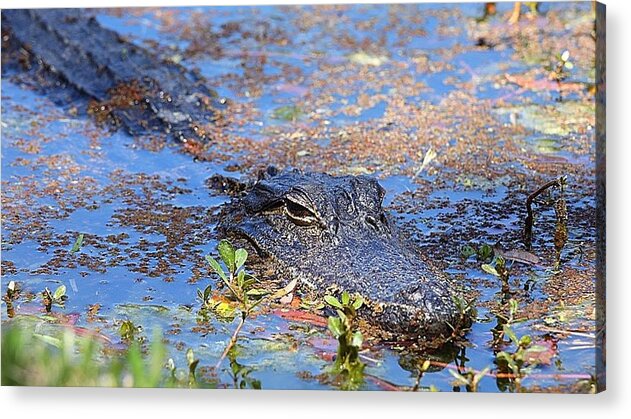 Powerful Acrylic Print featuring the photograph Gator in the Pond by Tina M Daniels  Whiskey Birch Studios