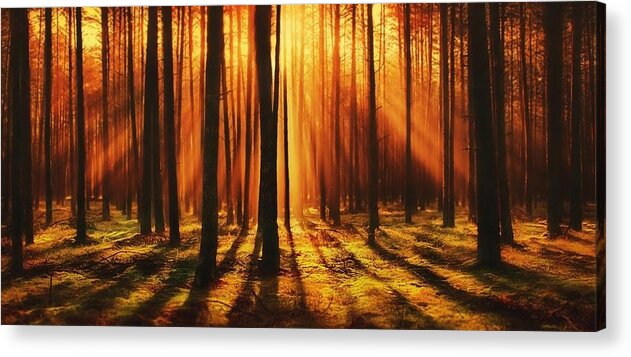 Forest Acrylic Print featuring the photograph Sunlight Forest by Teresa Trotter