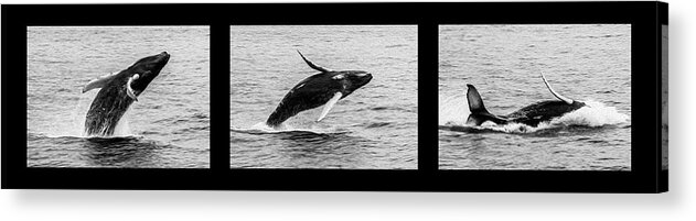 Whale Acrylic Print featuring the photograph Humpback Triptych by Sally Fuller