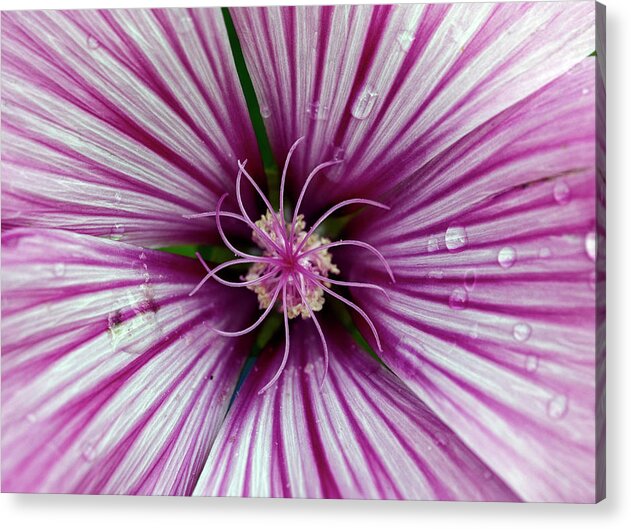 Flower Acrylic Print featuring the photograph Purple and White Malva Flower macro by Gareth Parkes