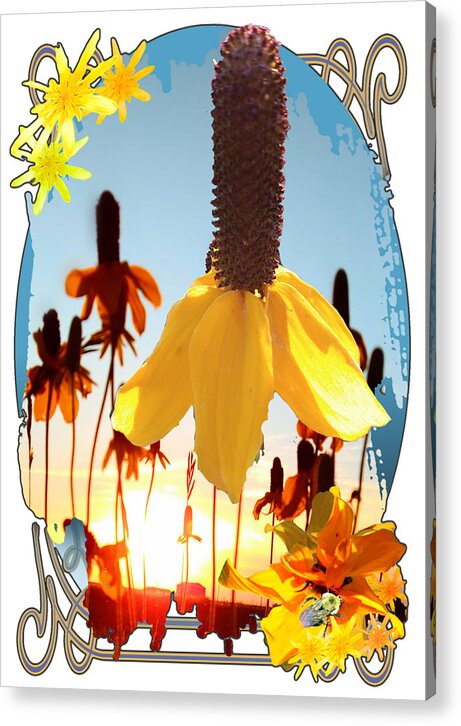 Yellow Acrylic Print featuring the digital art Yellow Mexican Hat Summer Flower Collage by Delynn Addams