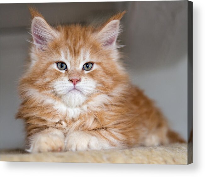 Portrait Of A Red Maine Coon Kitten Acrylic Print