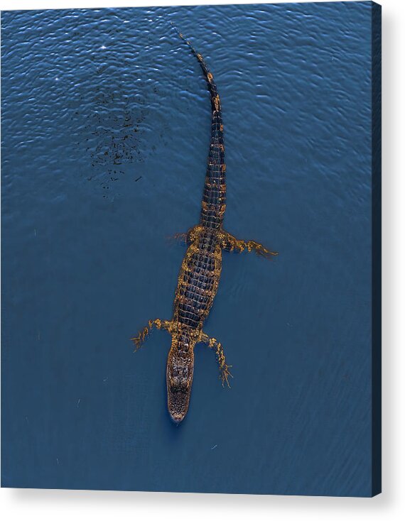 Aligator Acrylic Print featuring the photograph Florida Aligator 2 by Larry Marshall