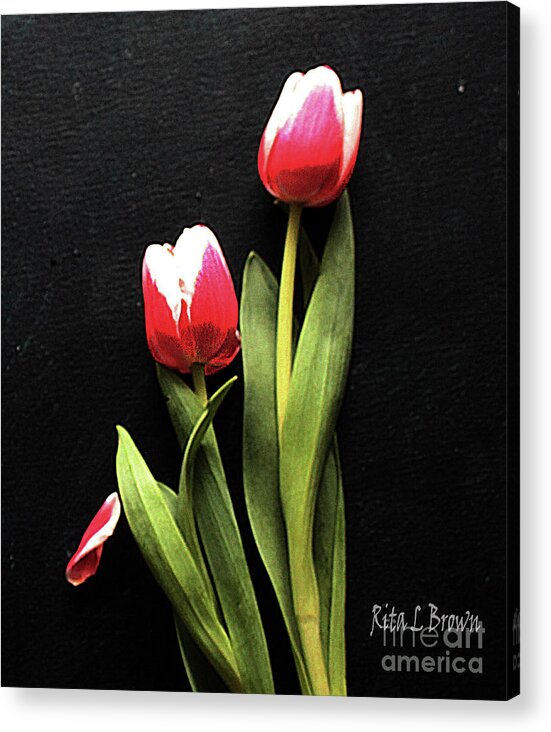 Tullips Acrylic Print featuring the photograph Pink and White Tullips by Rita Brown