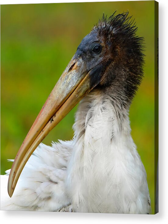 Birds Acrylic Print featuring the photograph Wood Stork 2 by Larry Marshall