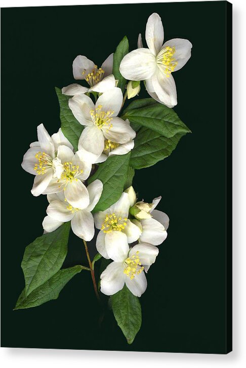 White Flowers Acrylic Print featuring the photograph Mock Orange by Sandi F Hutchins
