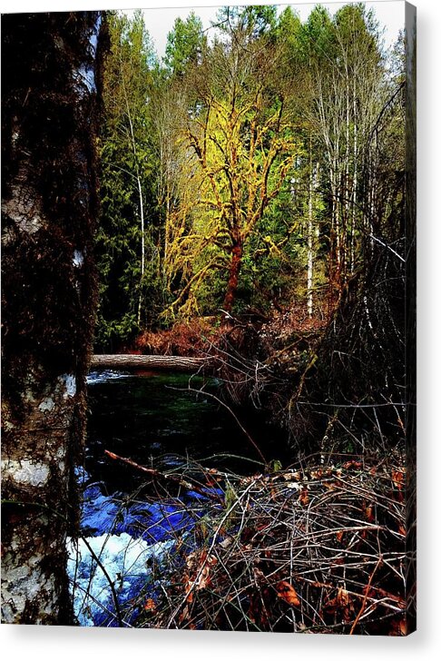 Scoggins Acrylic Print featuring the photograph Scoggins Creek 3 by Jerry Sodorff