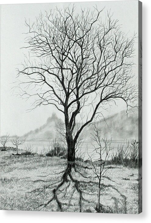 Black And White Acrylic Print featuring the drawing Tree of Life by Mary Singer