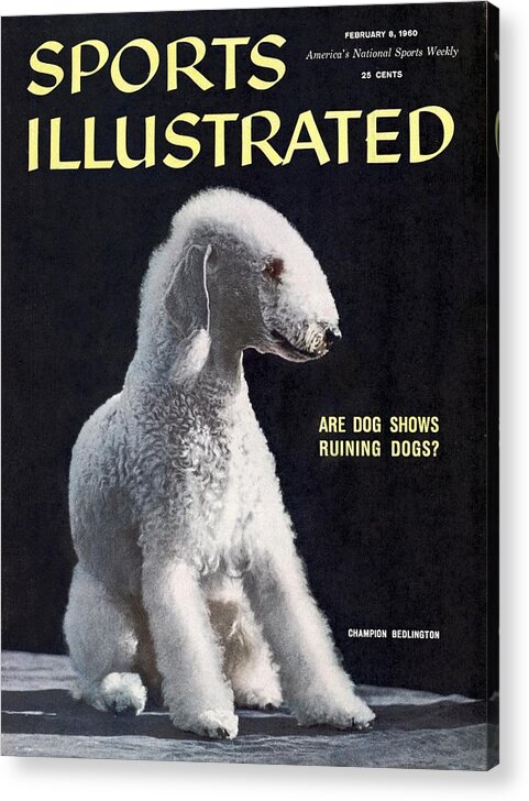 1950-1959 Acrylic Print featuring the photograph Femars Cable Car, Champion Bedlington Terrier Sports Illustrated Cover by Sports Illustrated