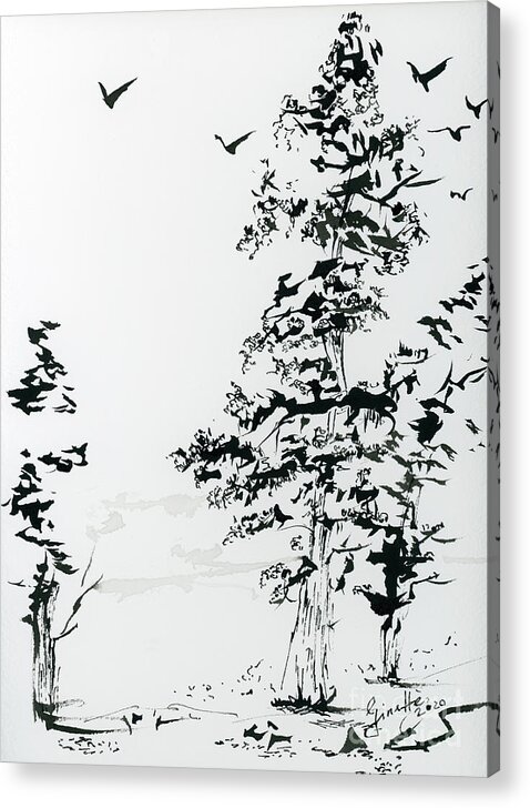 Trees Acrylic Print featuring the painting Pacific White Fir Evergreen Trees Black Ink by Ginette Callaway