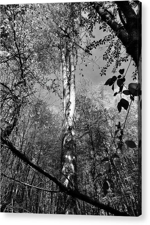 Monochrome Acrylic Print featuring the photograph Reaching High by Richard Cummings