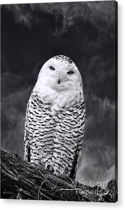 Magic Acrylic Print featuring the photograph MAGIC BEAUTY - snowy owl by Adam Olsen