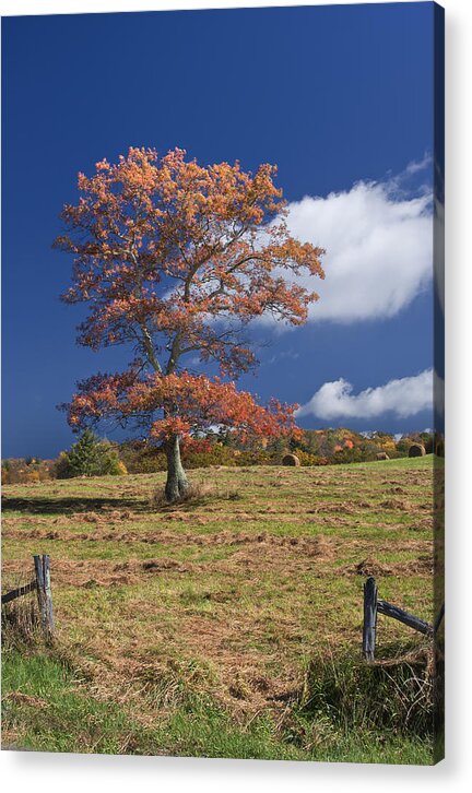 Fall Acrylic Print featuring the photograph Fall Tree by Ken Barrett