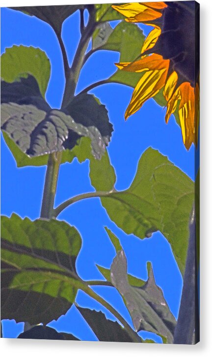 Sunflower Acrylic Print featuring the photograph Hot sunflower by Leslie-Jean Thornton
